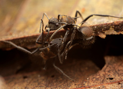 Polyrhachis limbata
