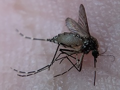Aedes taeniorhynchus