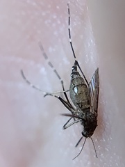 Aedes taeniorhynchus