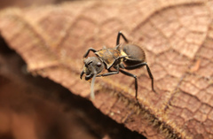 Polyrhachis limbata