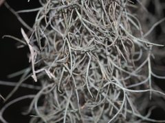 Tillandsia usneoides
