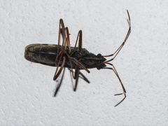 Lygaeoidea