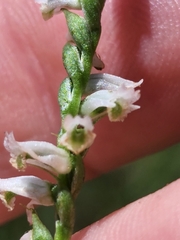 Spiranthes lacera gracilis
