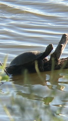 Deirochelyinae