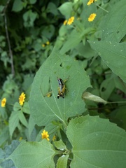 Melanoplini