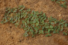 Euphorbia glyptosperma