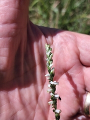 Spiranthes lacera gracilis