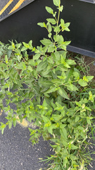 Mirabilis nyctaginea