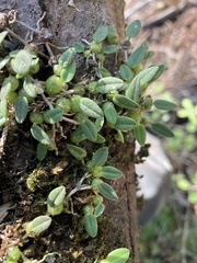 Bulbophyllum pygmaeum