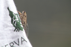 Cicada