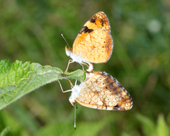 Phyciodes tharos