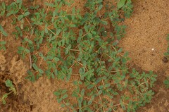 Euphorbia glyptosperma
