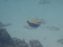 Rhinecanthus rectangulus