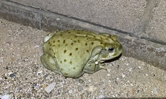 Incilius alvarius