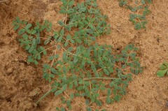 Euphorbia glyptosperma