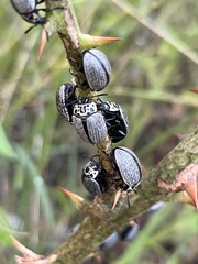 Leptinotarsa undecimlineata