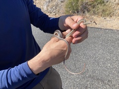 Masticophis taeniatus