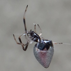 Argyrodes elevatus