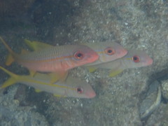 Mulloidichthys vanicolensis