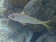 Mulloidichthys vanicolensis