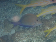 Acanthurus nigrofuscus