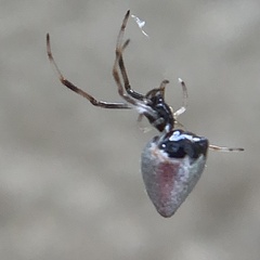 Argyrodes elevatus