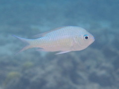 Chromis