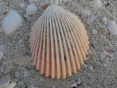 Vasticardium vertebratum