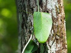 Smilax laurifolia