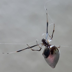 Argyrodes elevatus