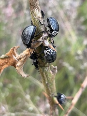 Leptinotarsa undecimlineata