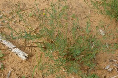 Thamnosma texana