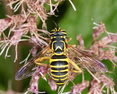 Spilomyia longicornis
