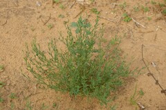 Thamnosma texana