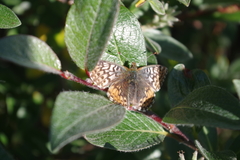 Boloria polaris