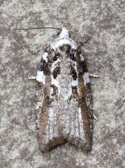 Acleris variana