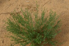 Thamnosma texana