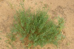 Thamnosma texana