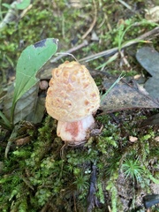 Amanita amerirubescens