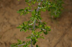 Condalia hookeri