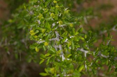 Condalia hookeri