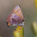 Callophrys augustinus - Photo (c) John Sullivan, μερικά δικαιώματα διατηρούνται (CC BY-NC), uploaded by John Sullivan