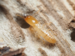 Reticulitermes hesperus