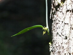 Smilax laurifolia