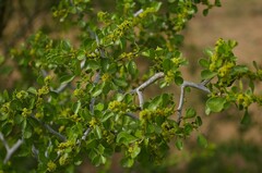Condalia hookeri