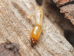 Reticulitermes hesperus