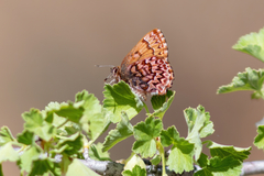Callophrys eryphon