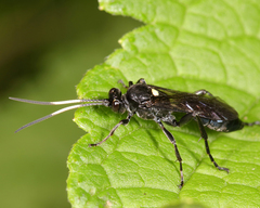 Ichneumonina