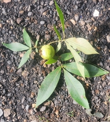 Carya ovata