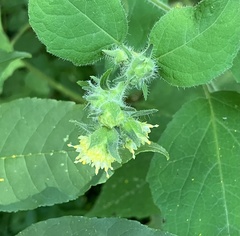 Polymnia canadensis